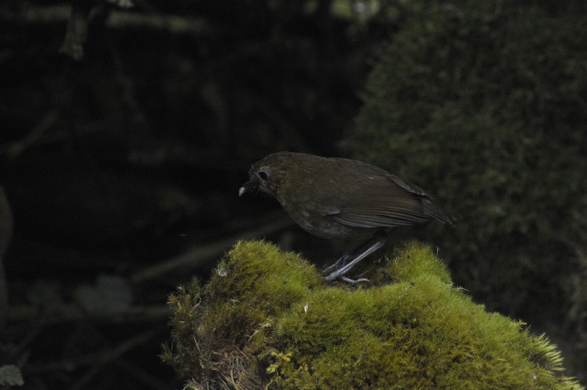 Brown-banded Antpitta - ML619413786
