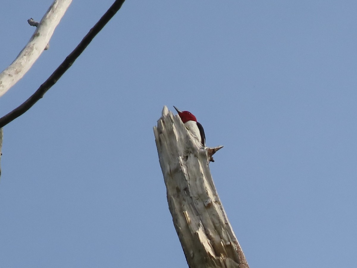 Red-headed Woodpecker - ML619413843