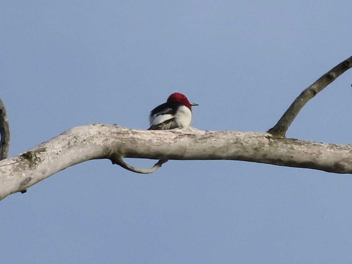 Red-headed Woodpecker - ML619413855