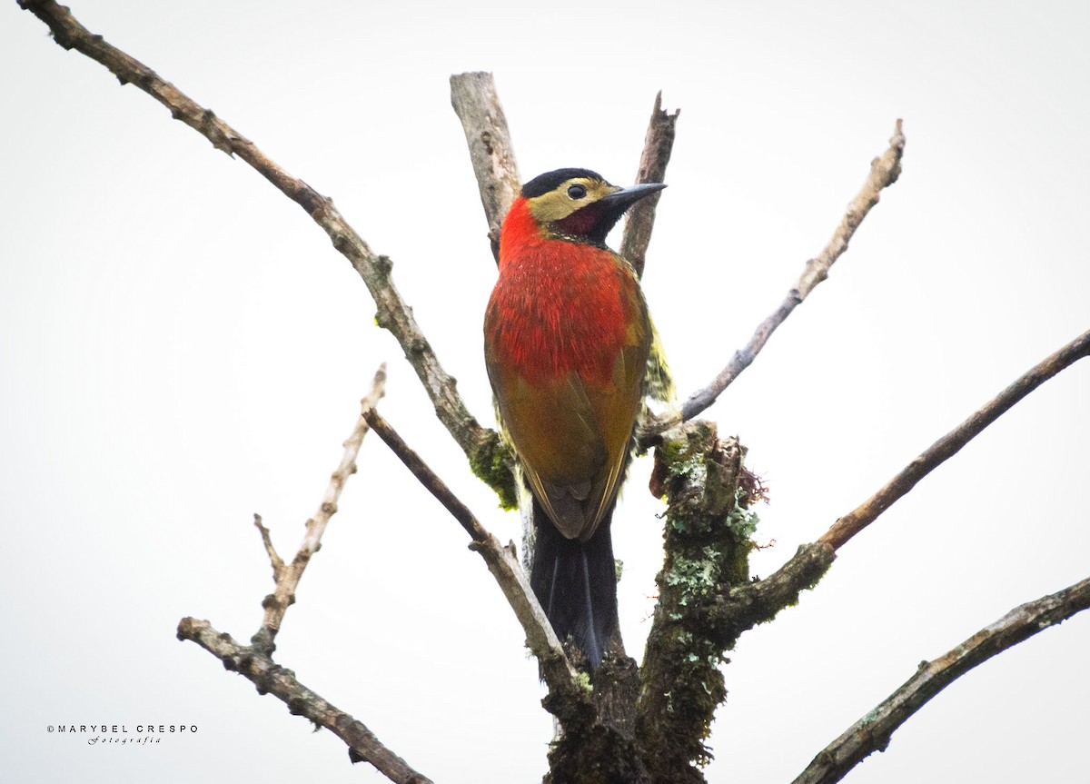 Crimson-mantled Woodpecker - ML619413881