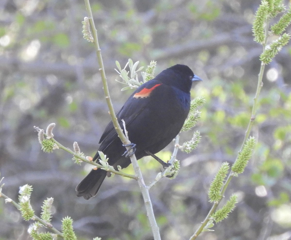 Red-winged Blackbird - ML619413897
