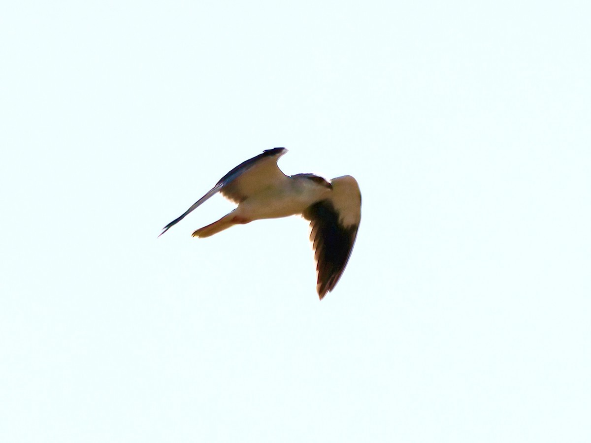 Black-winged Kite - ML619413928