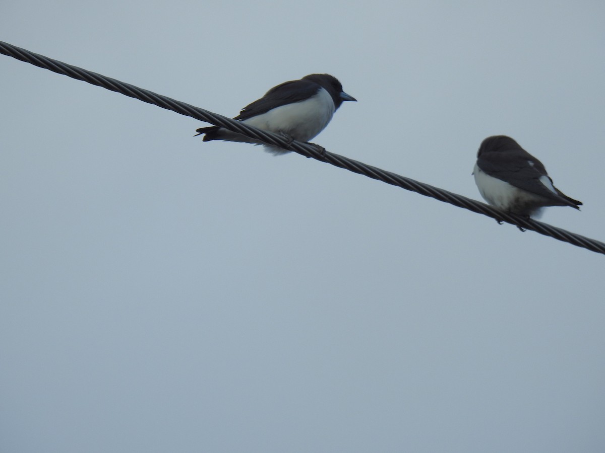 White-breasted Woodswallow - ML619413936