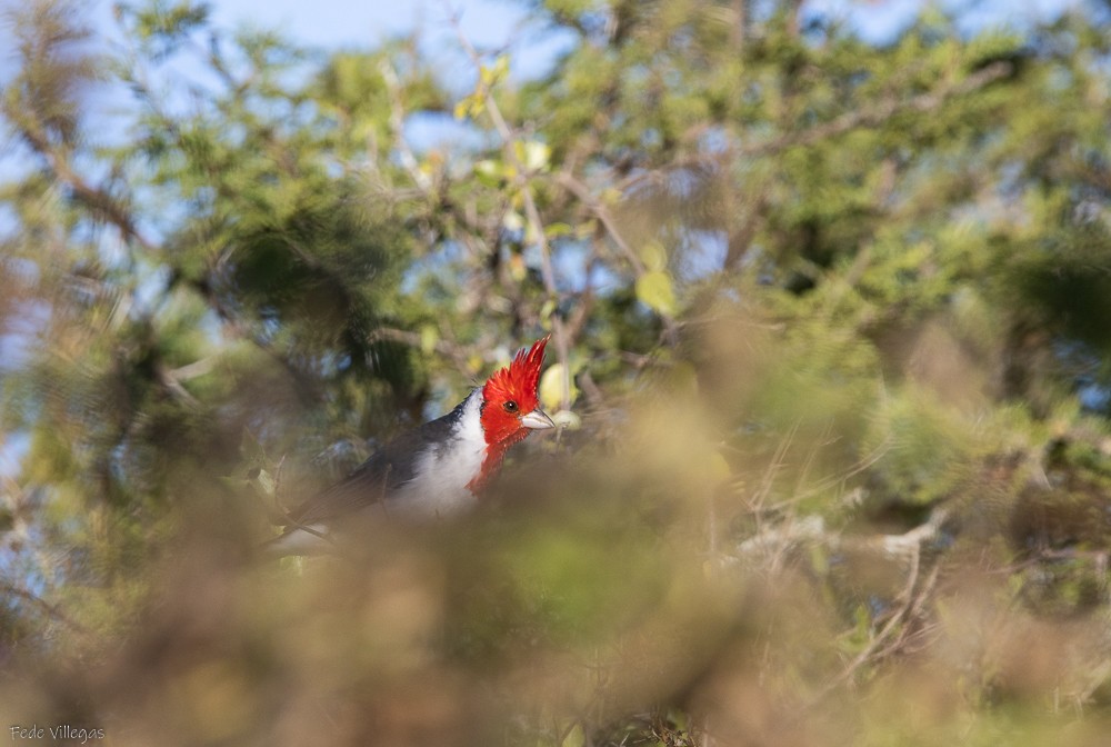 Red-crested Cardinal - ML619413973