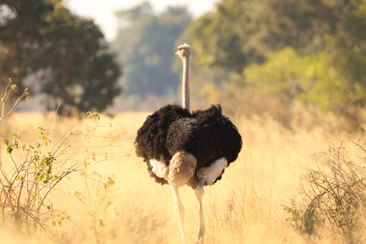 Common Ostrich - ML619414005