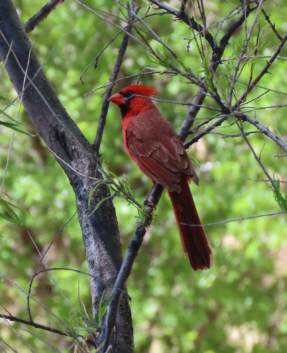 Cardinal rouge - ML619414023