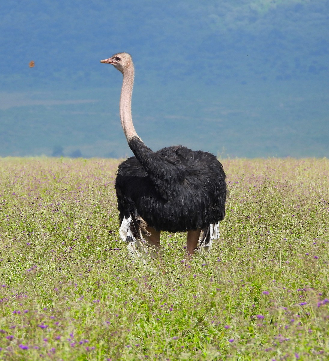 Common Ostrich - ML619414042
