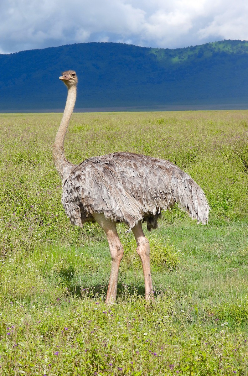 Common Ostrich - ML619414044