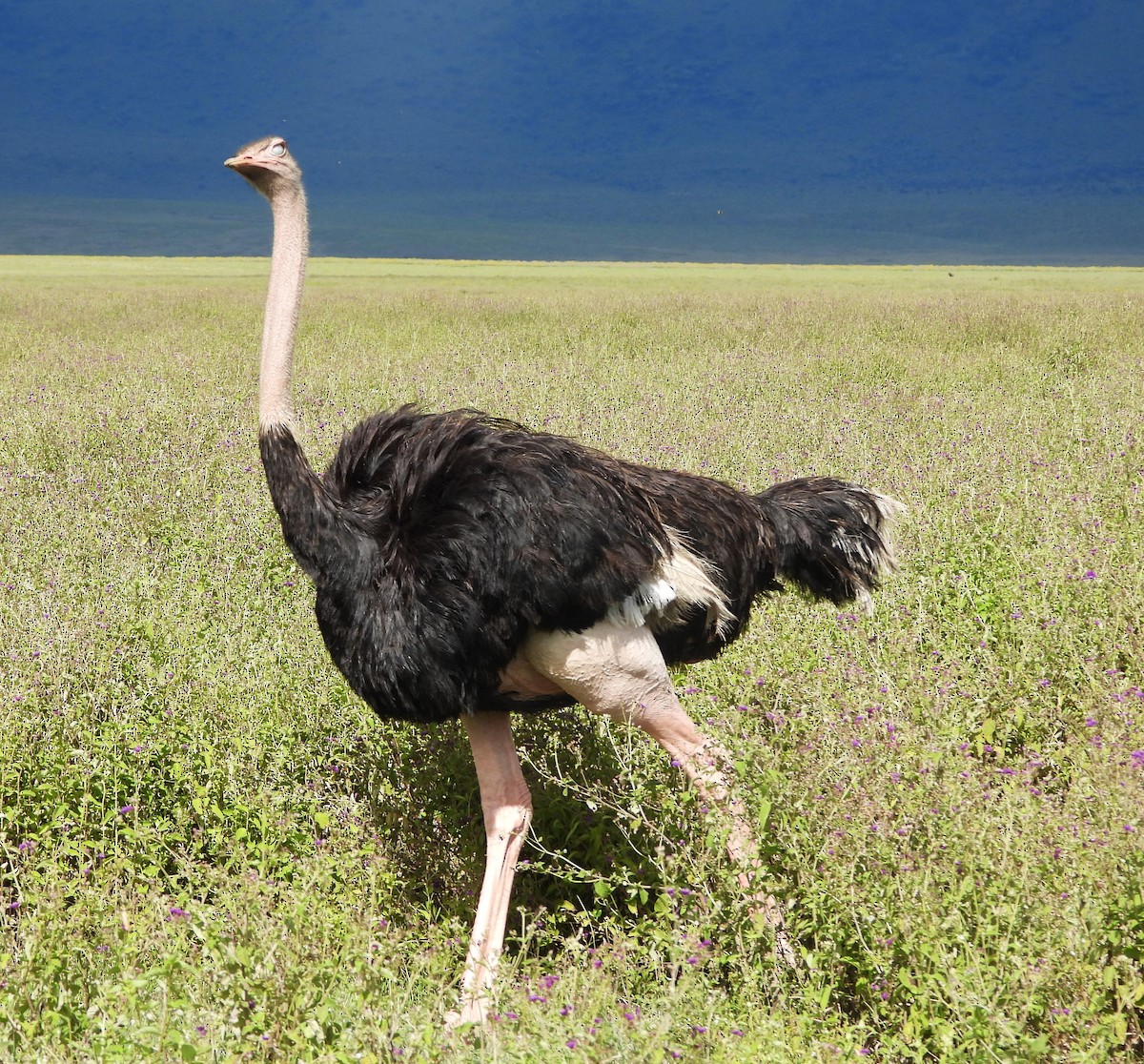Common Ostrich - ML619414045