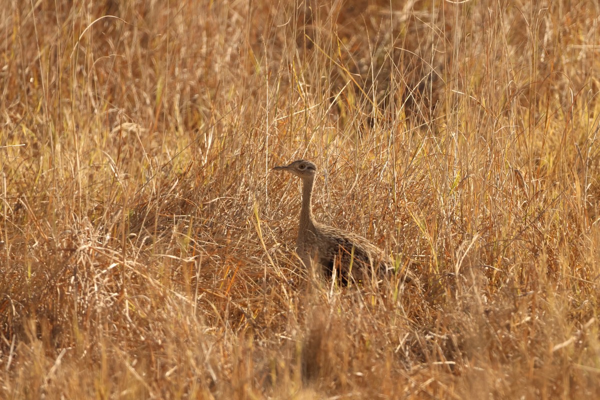Red-crested Bustard - ML619414097