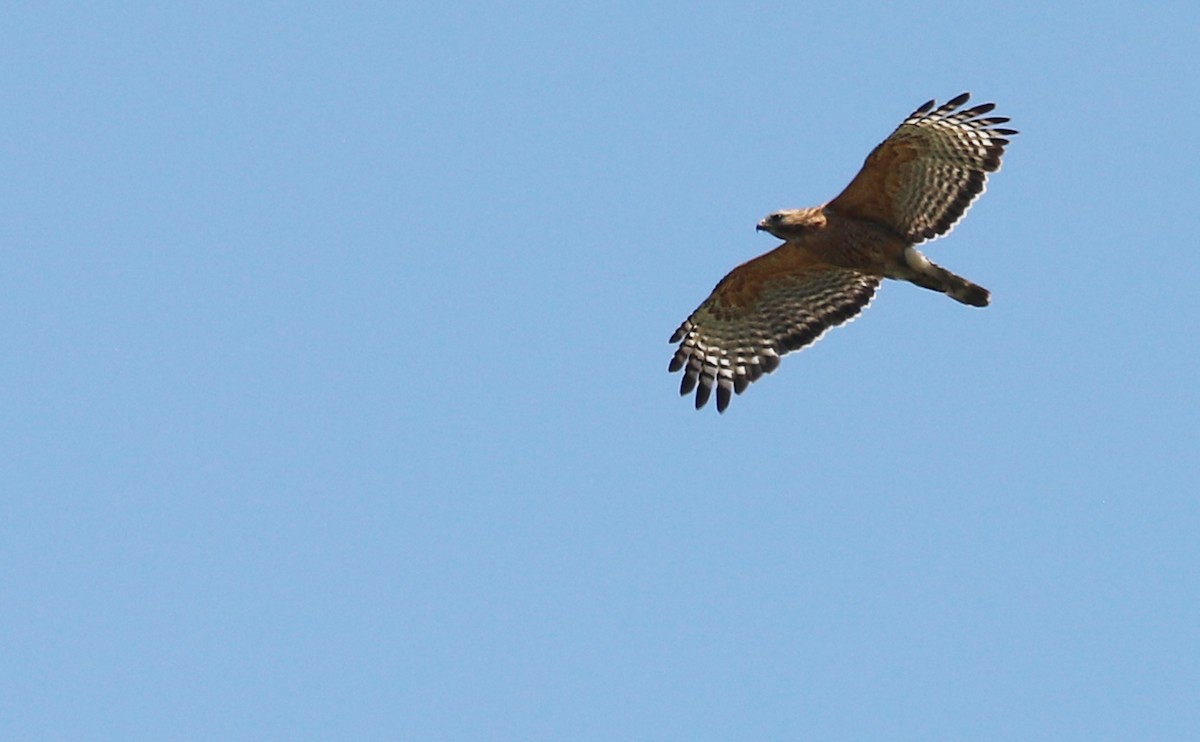 Red-shouldered Hawk (lineatus Group) - ML619414114