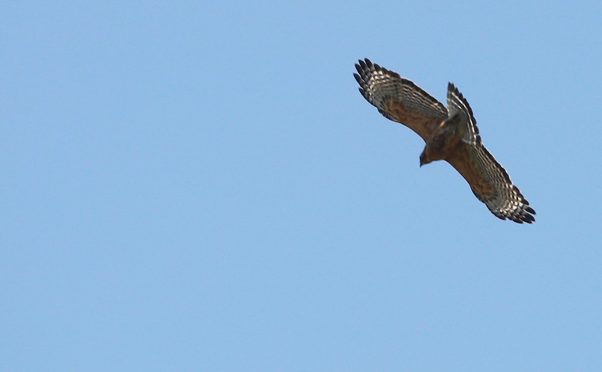 Red-shouldered Hawk (lineatus Group) - ML619414131