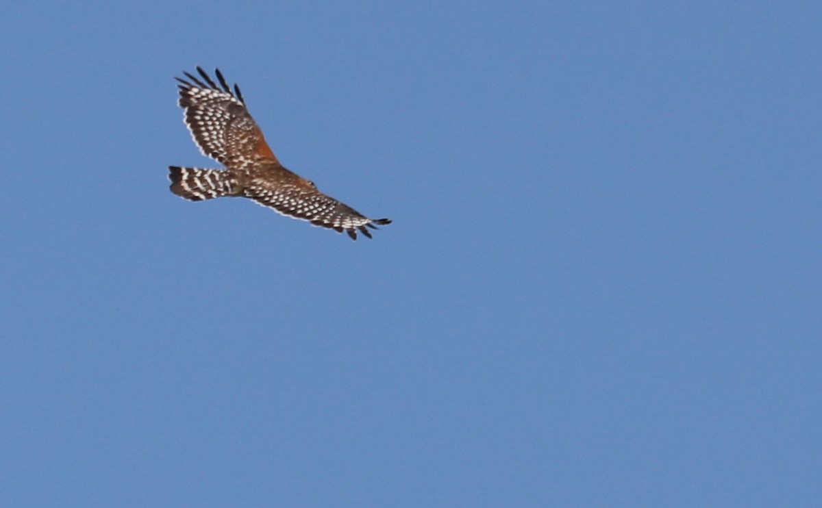 Red-shouldered Hawk (lineatus Group) - ML619414146