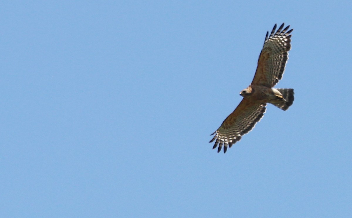 Red-shouldered Hawk (lineatus Group) - ML619414154