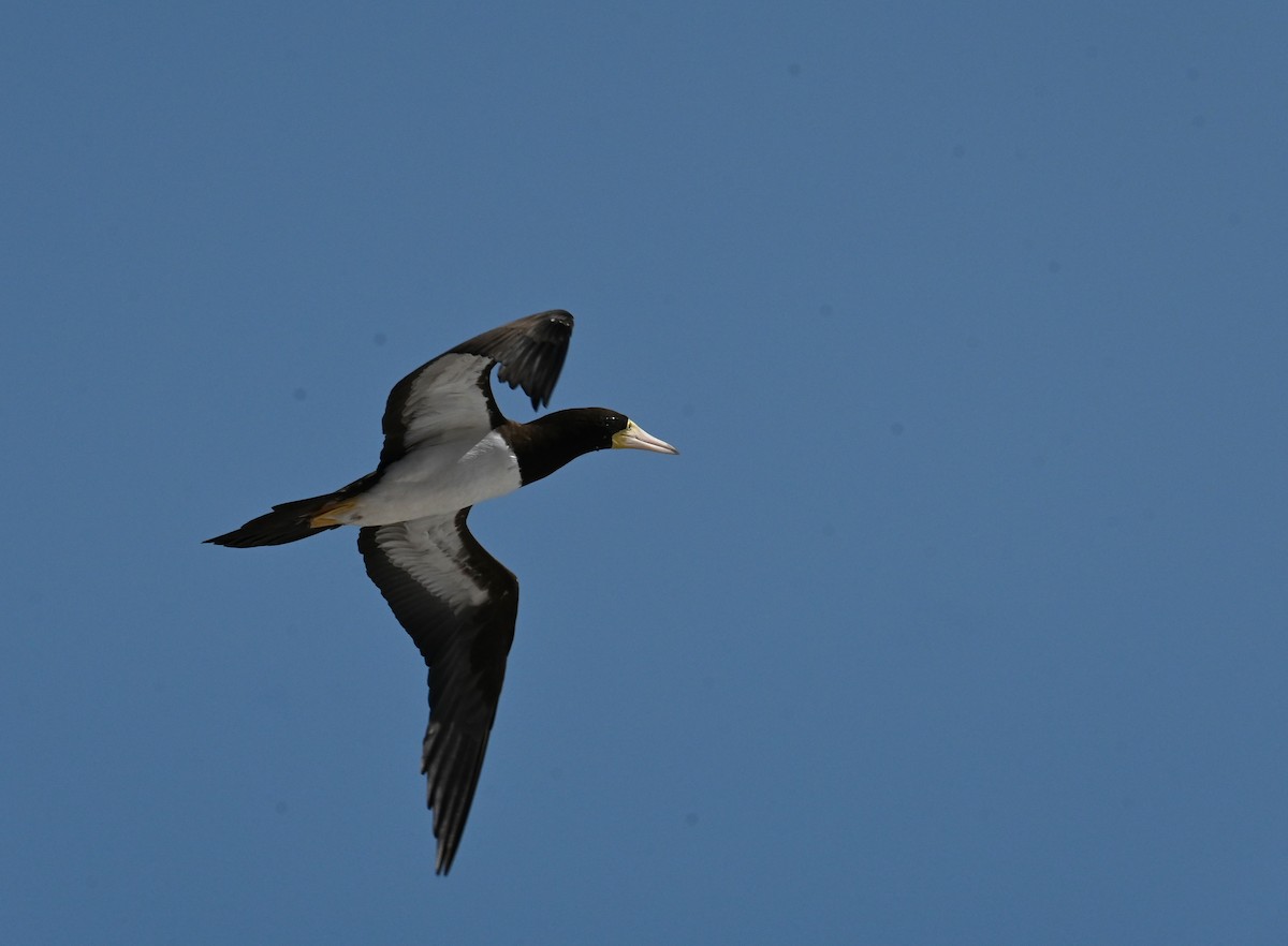 Brown Booby - ML619414155