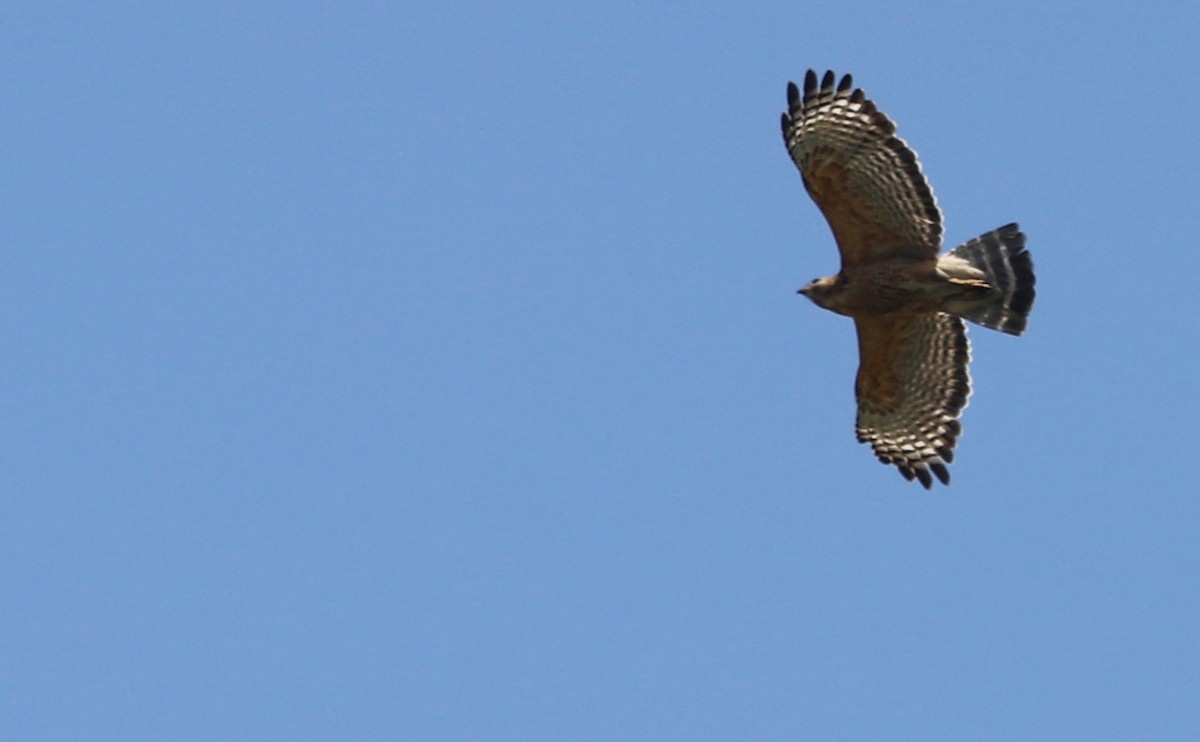 Red-shouldered Hawk (lineatus Group) - ML619414163