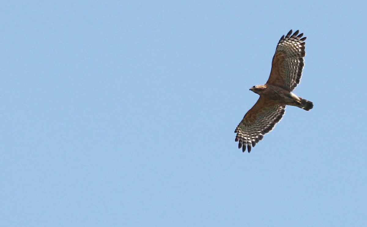 Red-shouldered Hawk (lineatus Group) - ML619414166