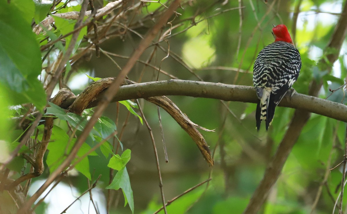 Red-bellied Woodpecker - ML619414176