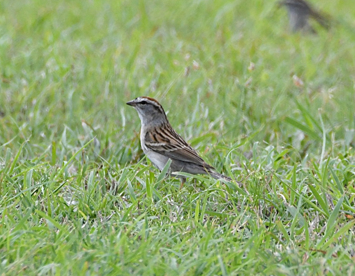 Chipping Sparrow - ML619414191