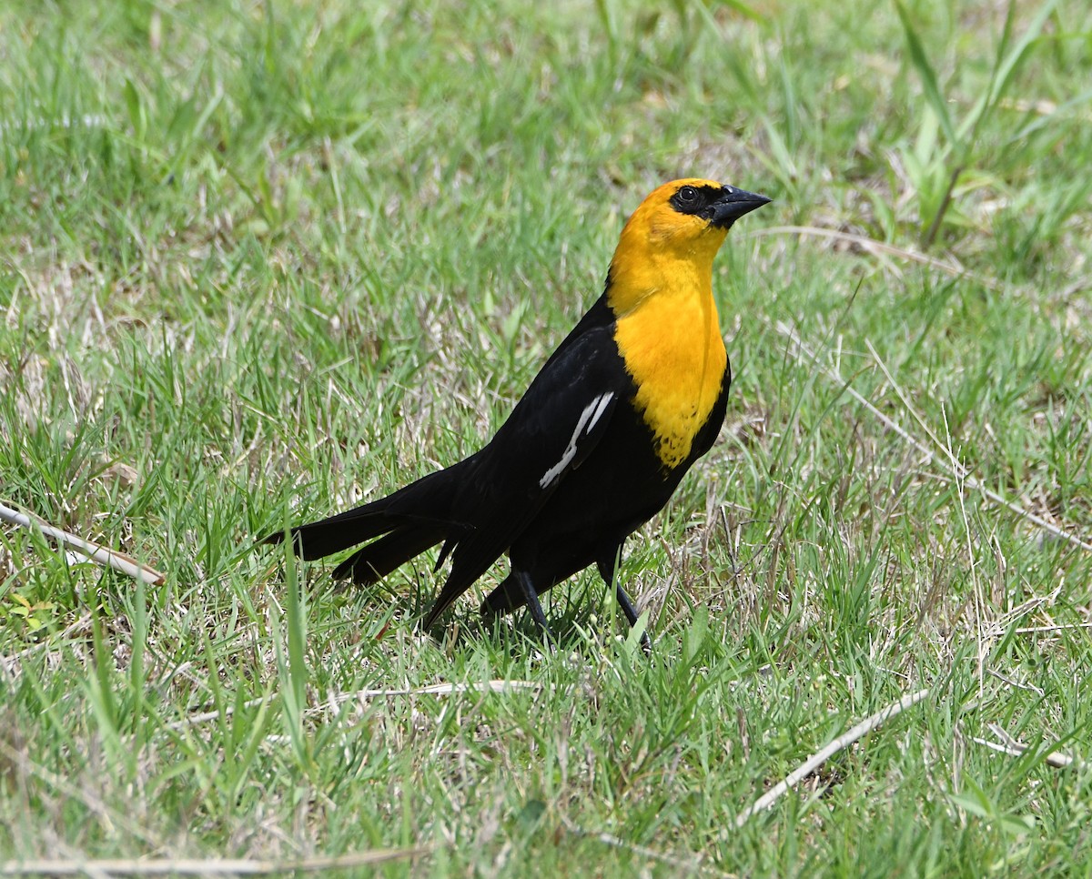 Yellow-headed Blackbird - ML619414205