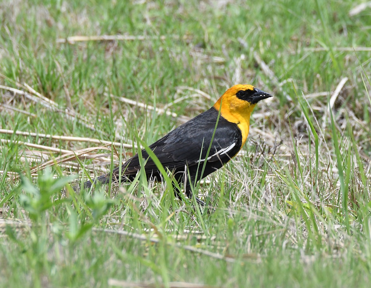 Yellow-headed Blackbird - ML619414206