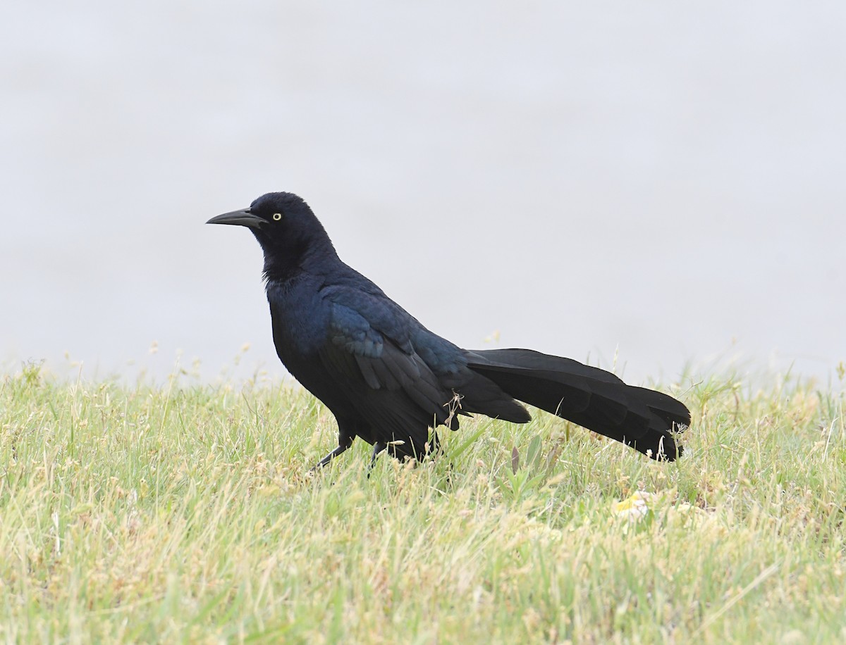Great-tailed Grackle - ML619414264
