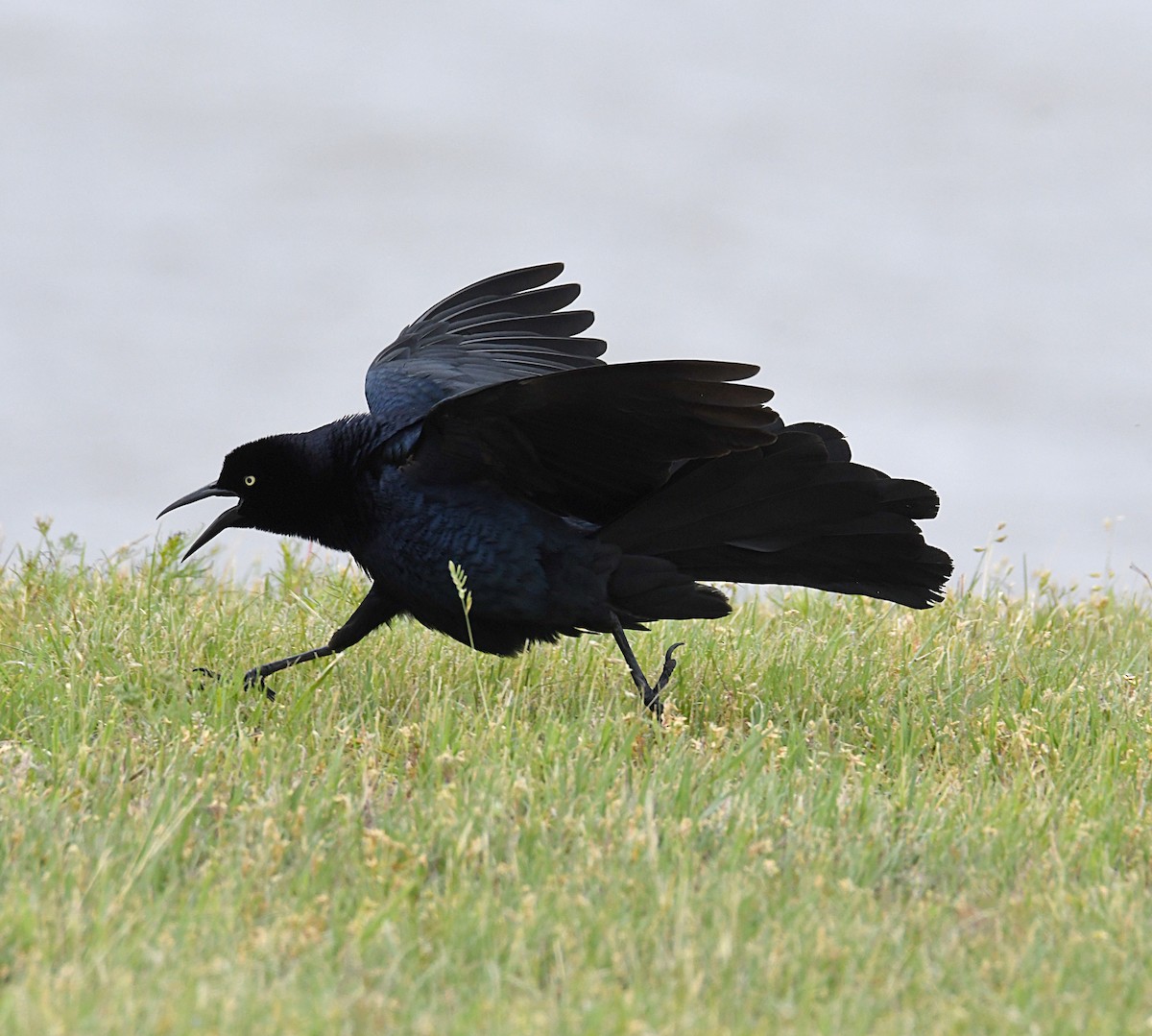 Great-tailed Grackle - ML619414266