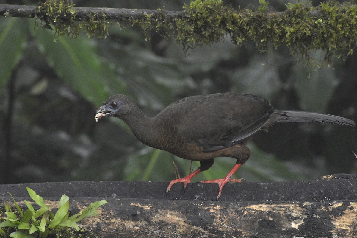 Sickle-winged Guan - ML619414307