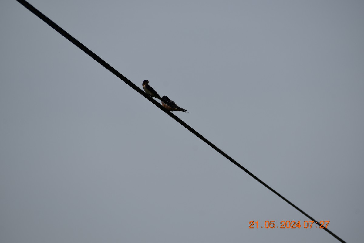 Barn Swallow - ML619414326