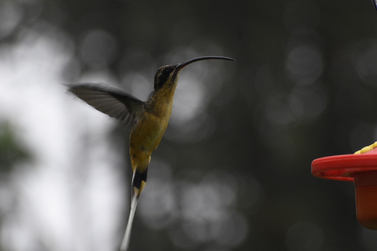kolibřík dlouhoocasý - ML619414335