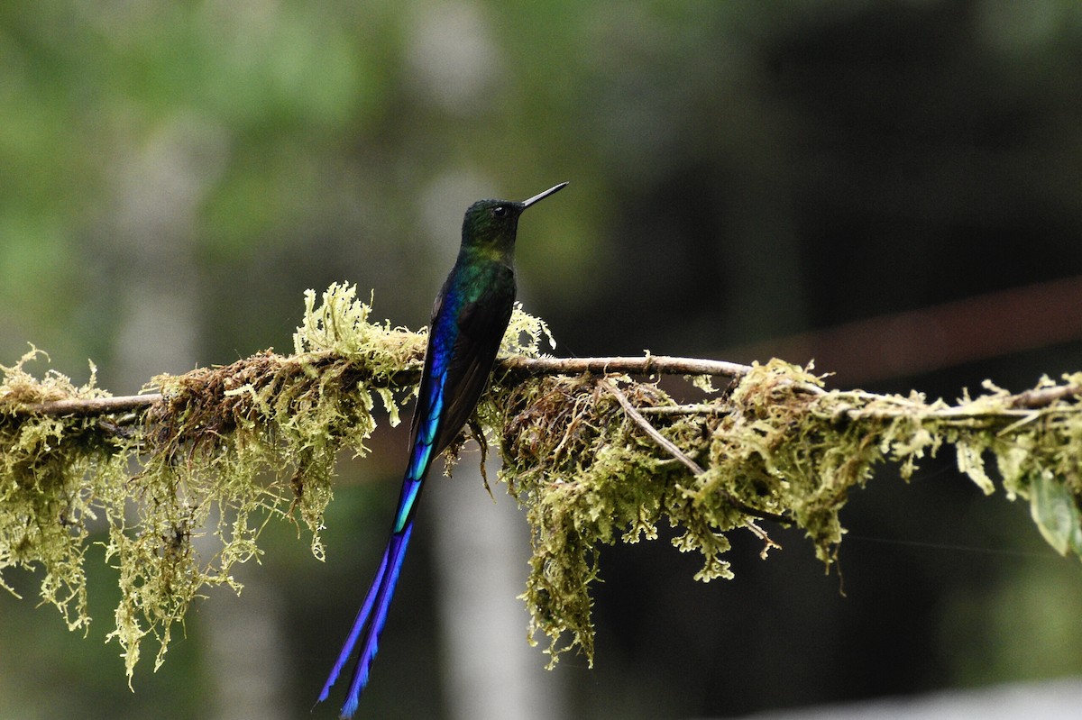 Violet-tailed Sylph - ML619414349