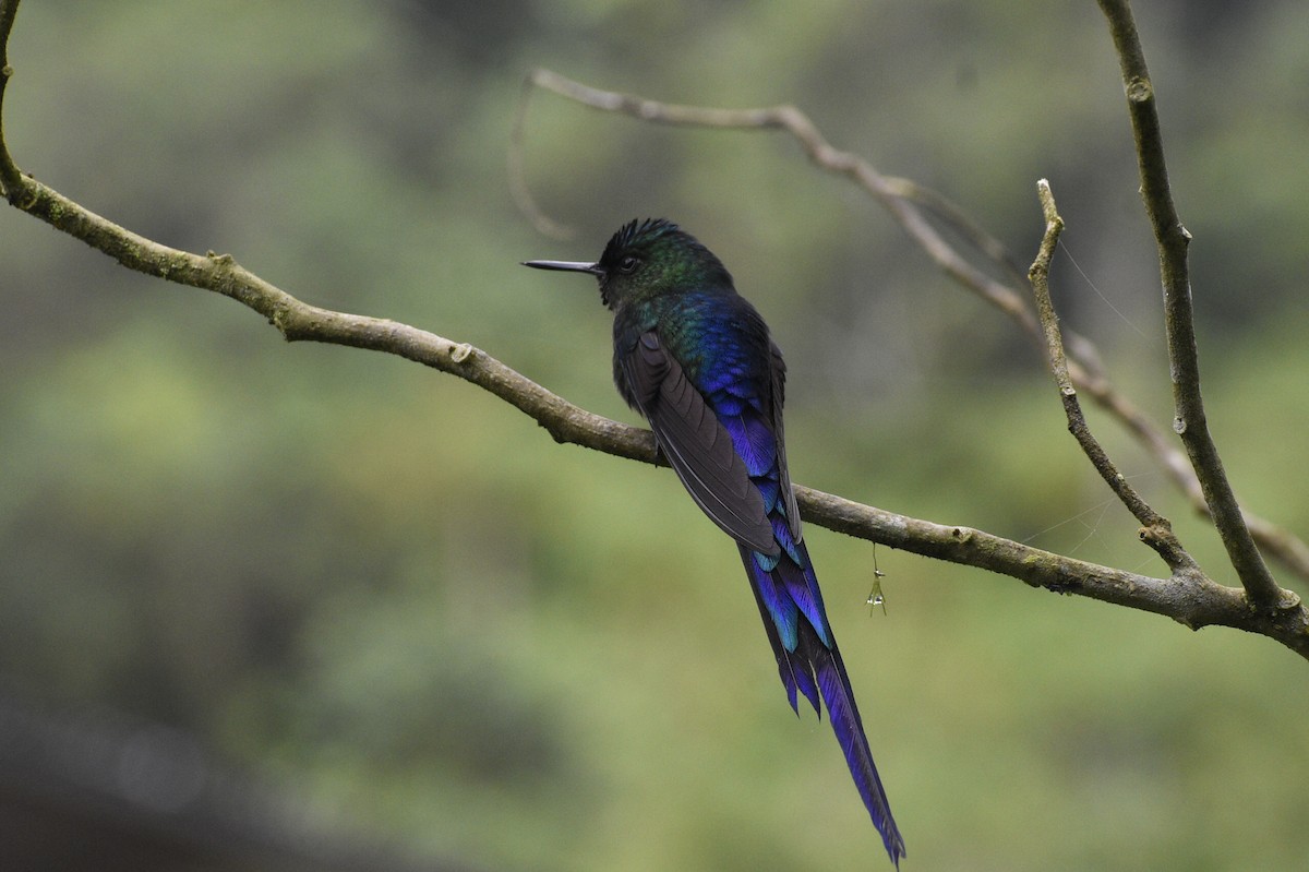 Violet-tailed Sylph - ML619414350