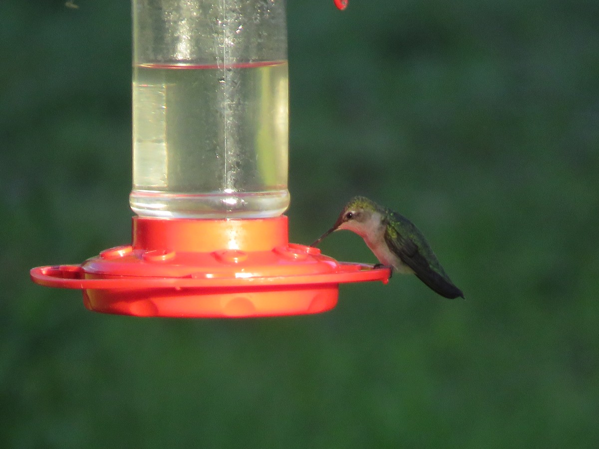 Black-chinned Hummingbird - ML619414386