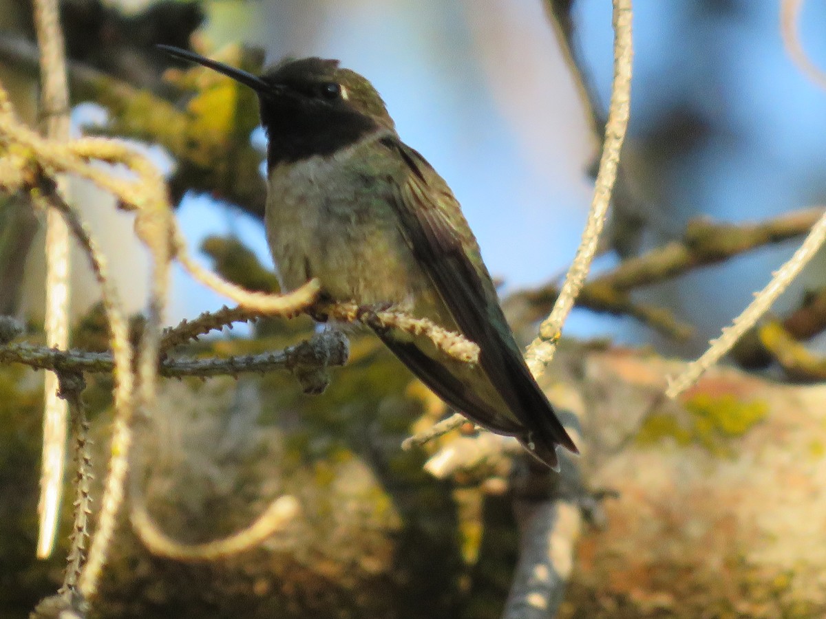 Black-chinned Hummingbird - ML619414392