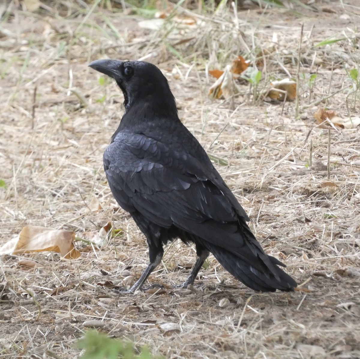 Common Raven - ML619414395