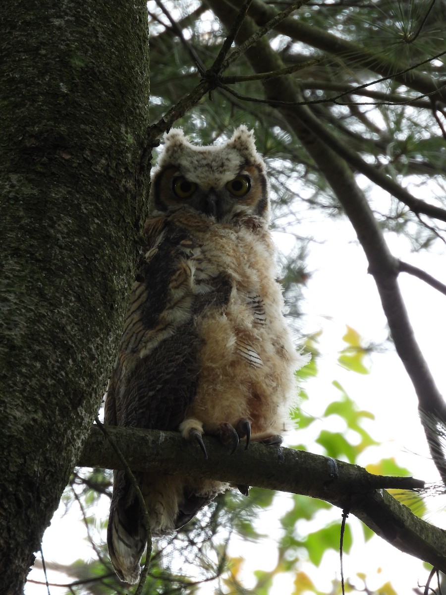 Great Horned Owl - ML619414411