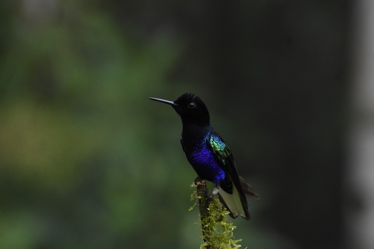 kolibřík hyacintový - ML619414413