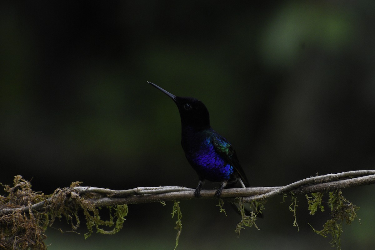 kolibřík hyacintový - ML619414414