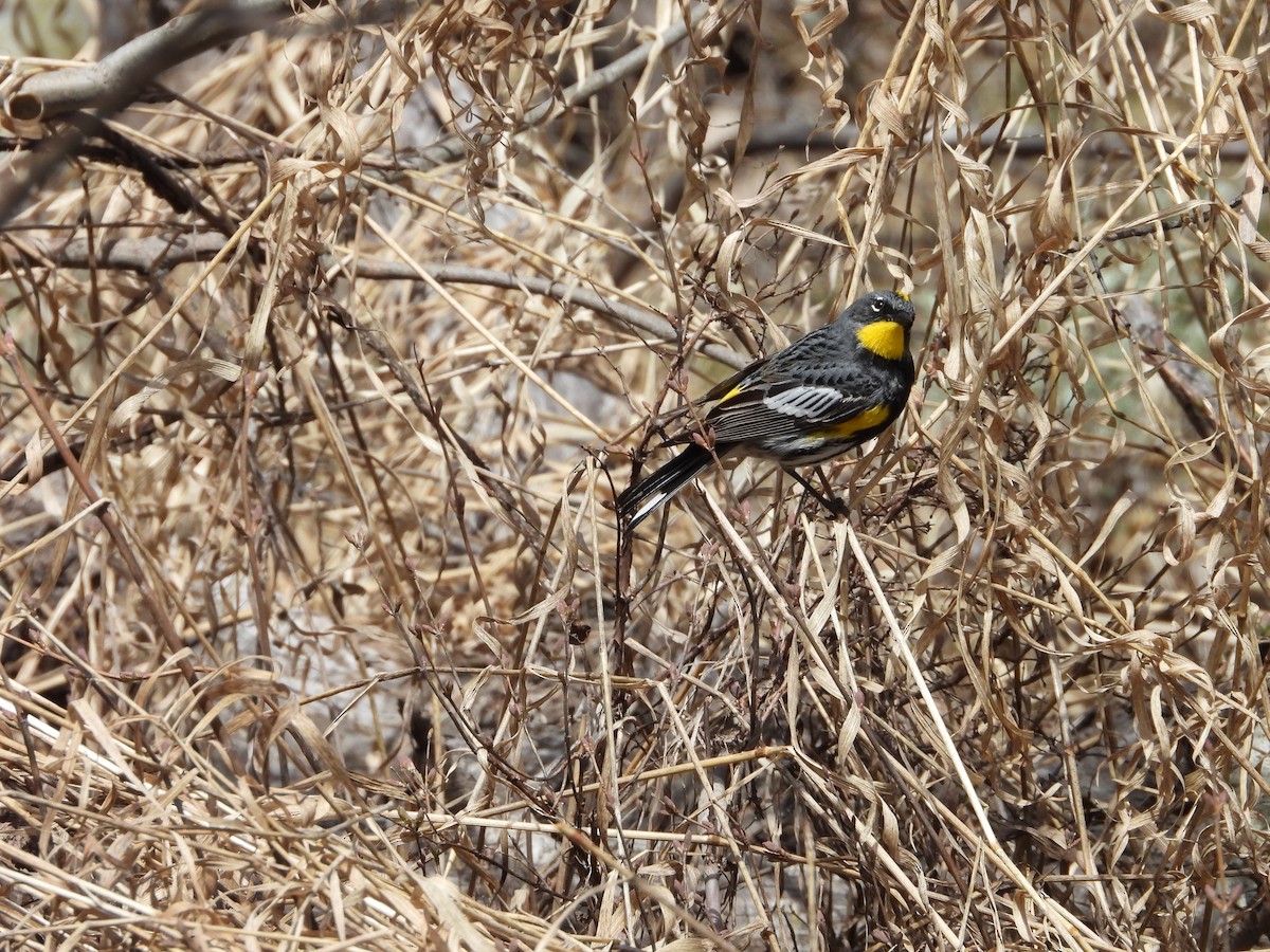 Yellow-rumped Warbler (Audubon's) - ML619414436