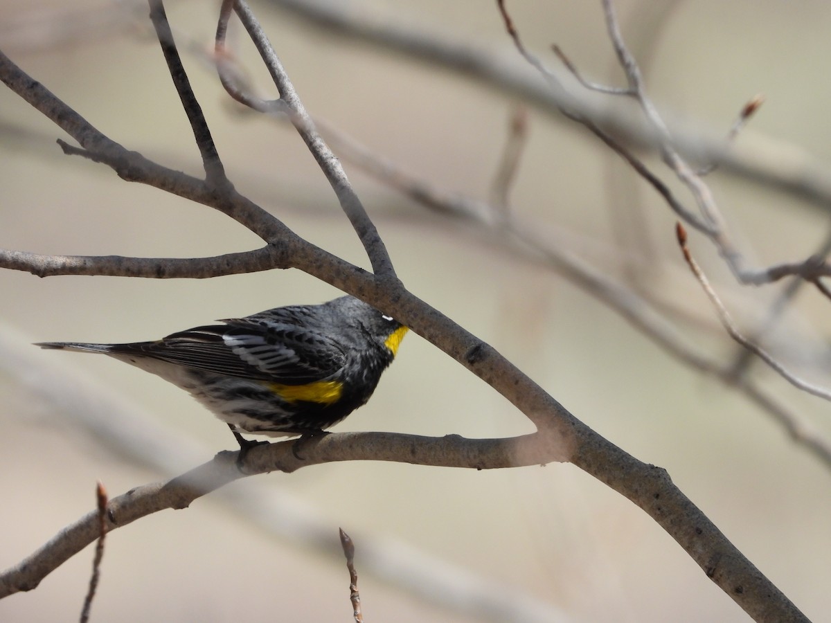 Yellow-rumped Warbler (Audubon's) - ML619414440