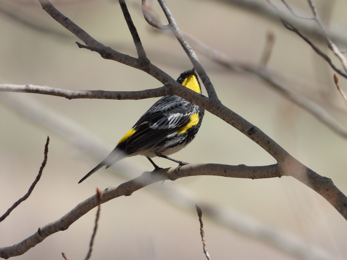 Yellow-rumped Warbler (Audubon's) - ML619414441