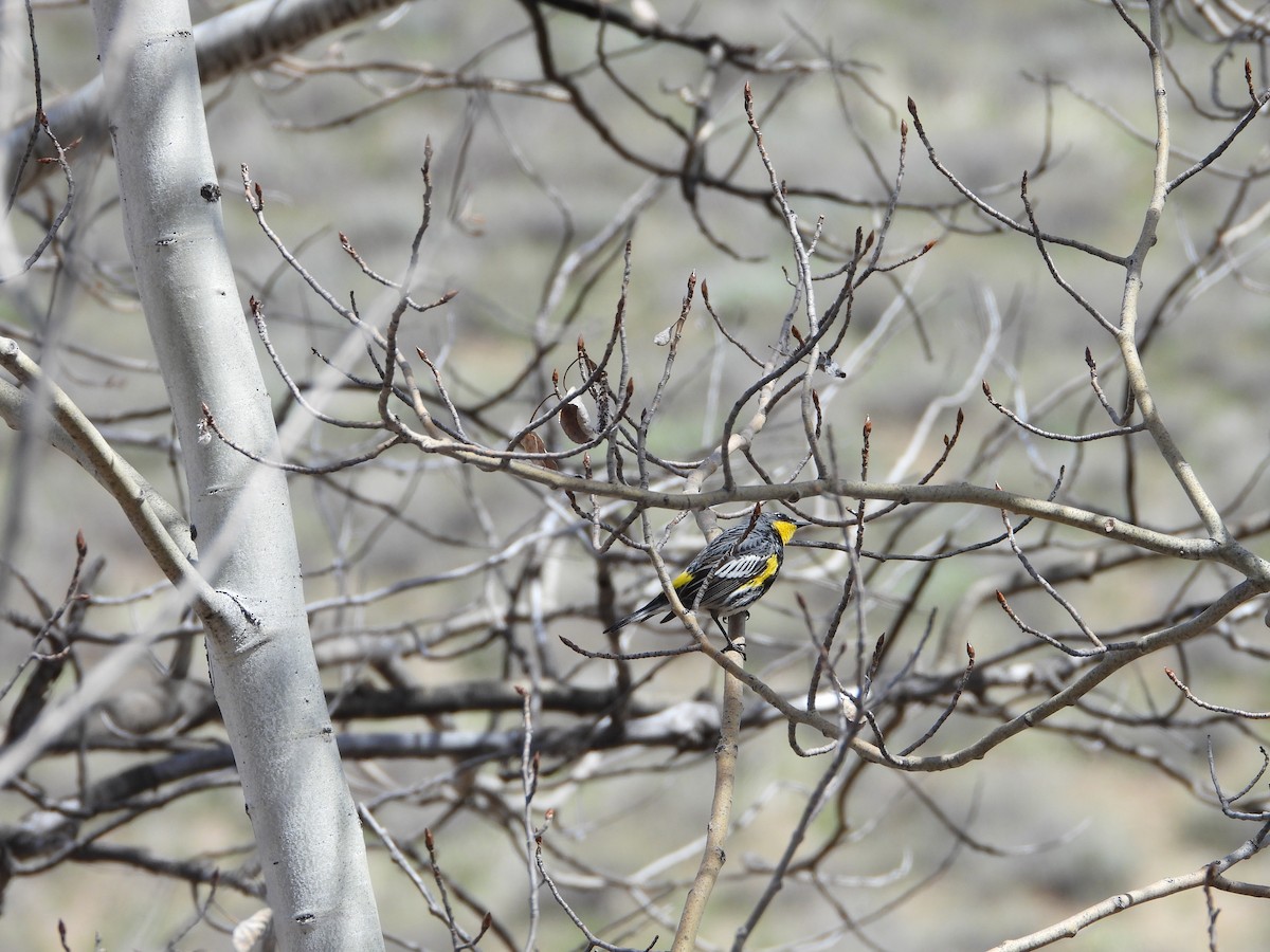 Yellow-rumped Warbler (Audubon's) - ML619414442