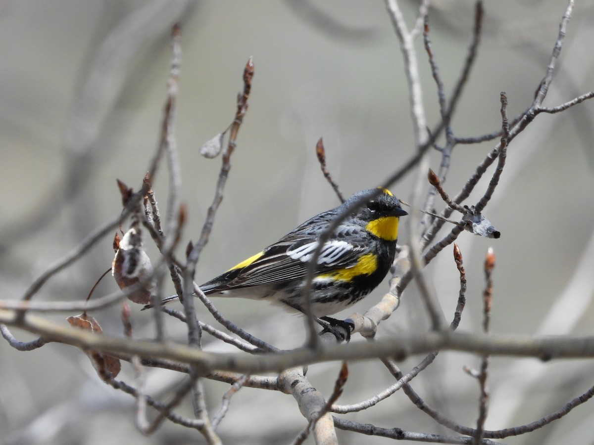 Yellow-rumped Warbler (Audubon's) - ML619414443