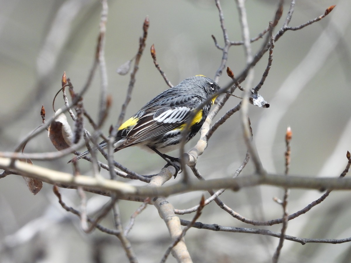 Yellow-rumped Warbler (Audubon's) - ML619414444