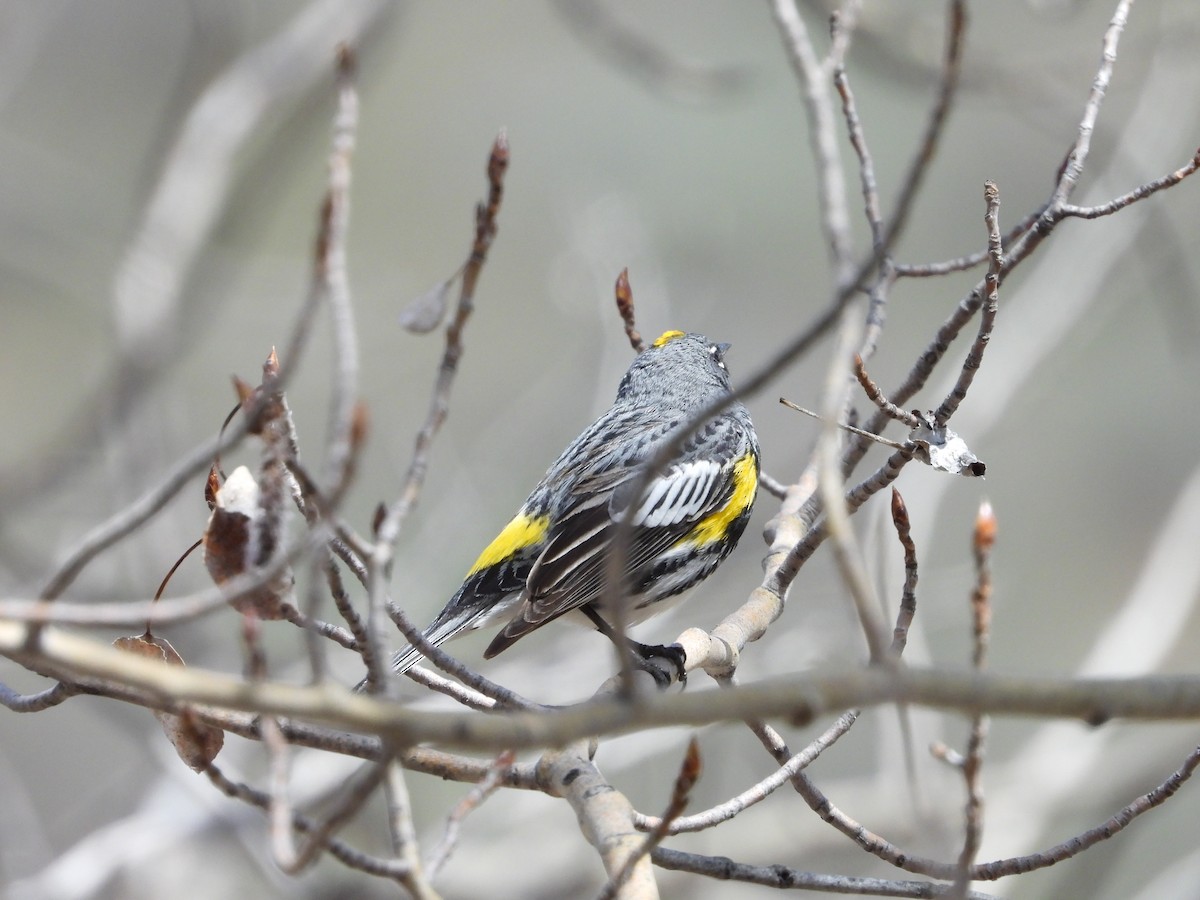 Yellow-rumped Warbler (Audubon's) - ML619414445