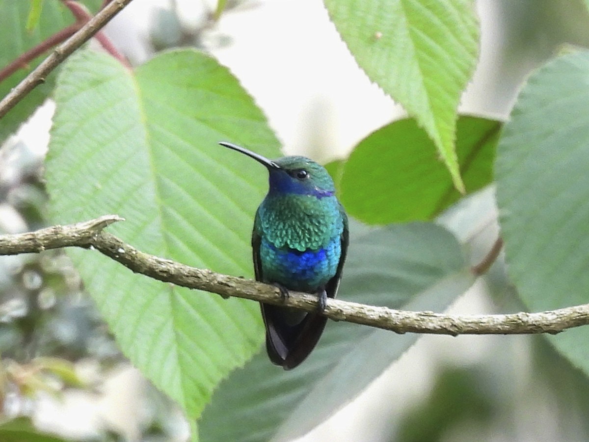 kolibřík modrolící - ML619414447