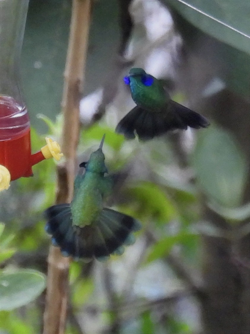 kolibřík modrolící - ML619414448