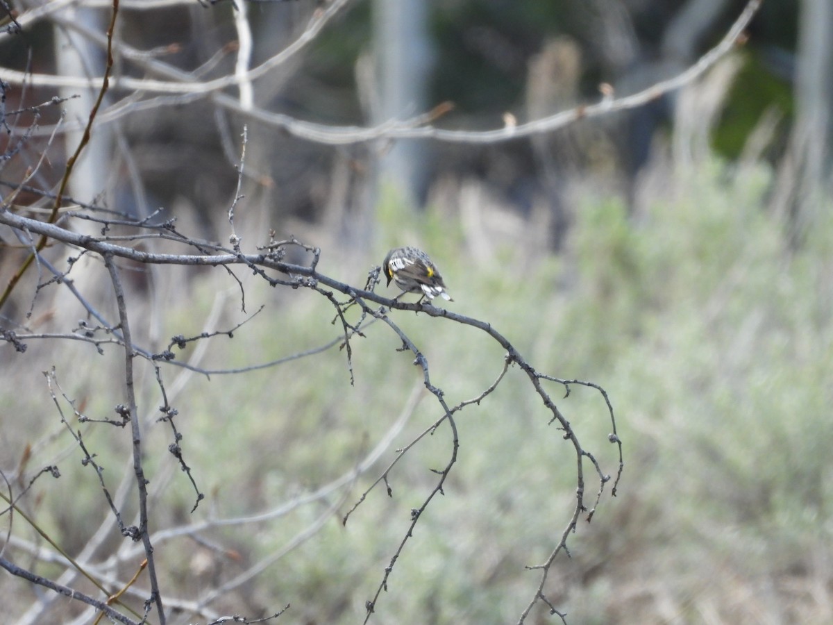 Yellow-rumped Warbler (Audubon's) - ML619414482
