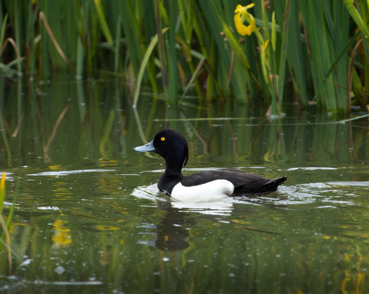 Tufted Duck - ML619414513