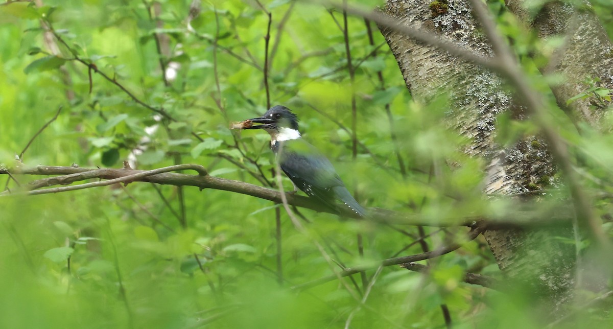 Belted Kingfisher - ML619414527